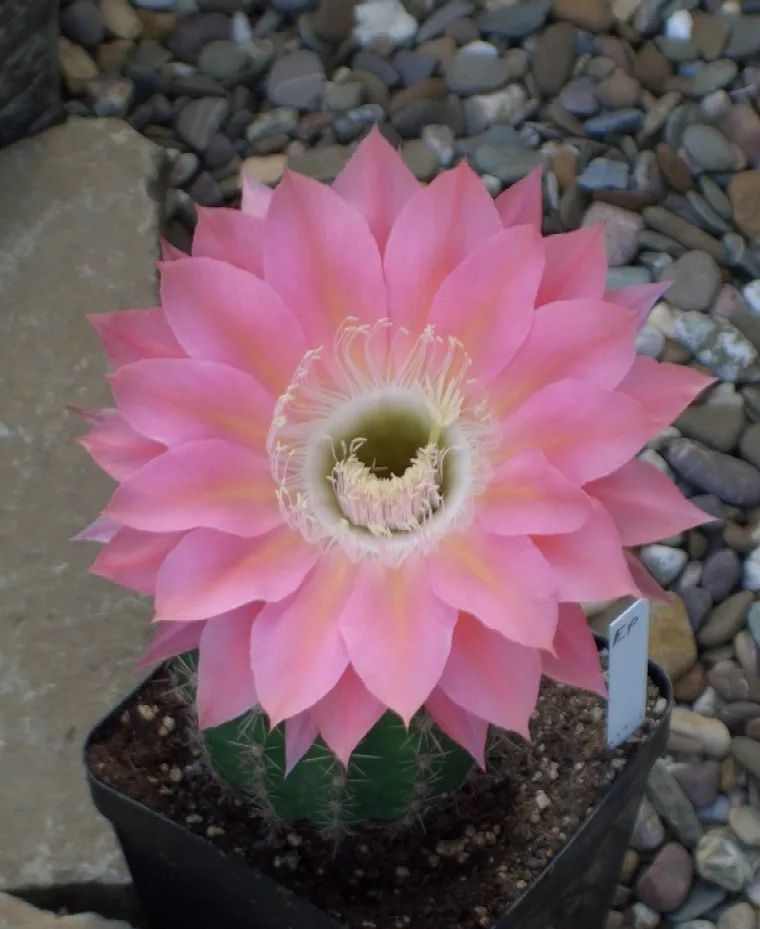 200种·仙人球开花图鉴，大开眼界，美到爆