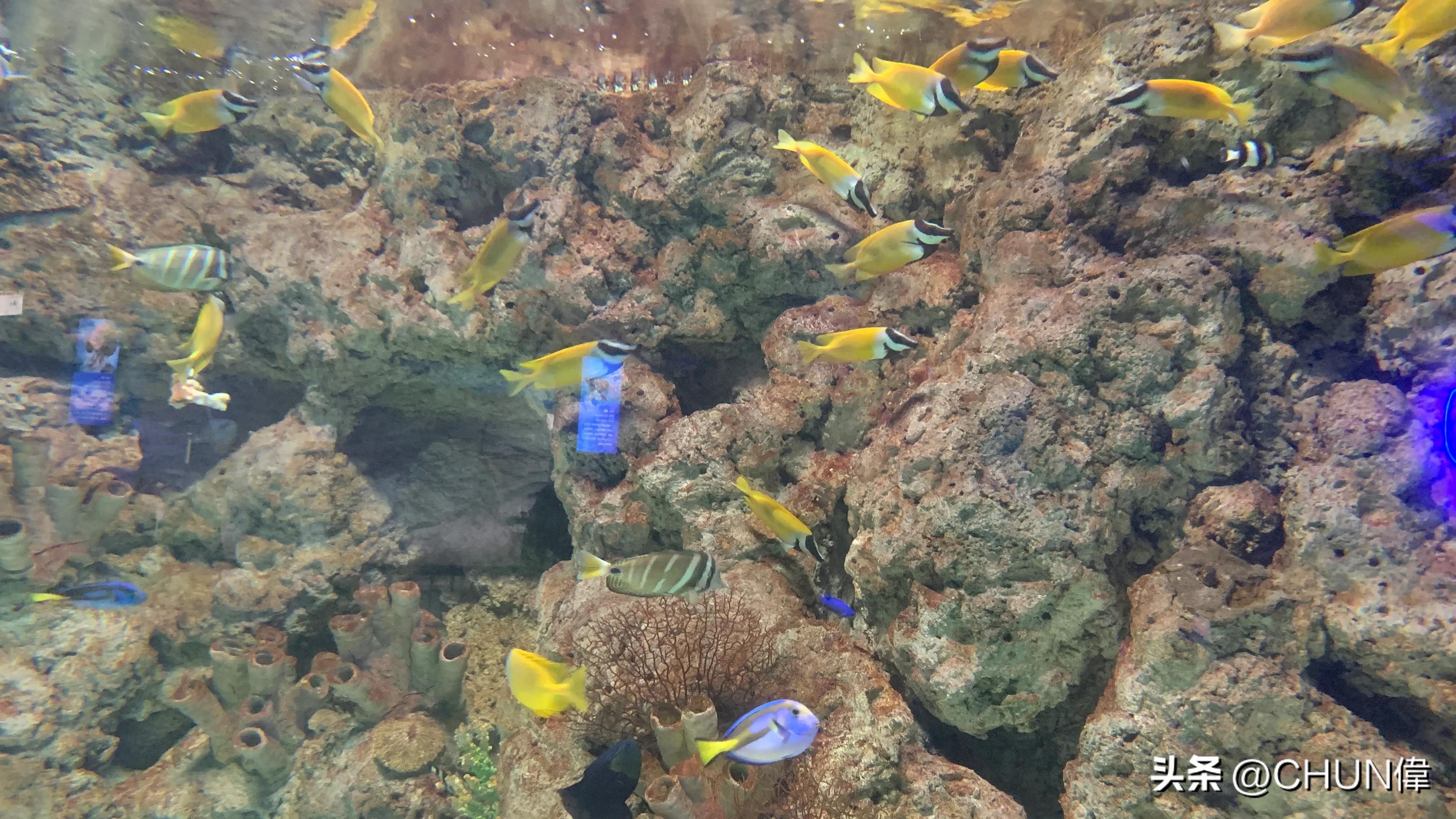 自由行厦门鼓浪屿四天怎么安排,鼓浪屿一日游五一