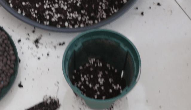 中国十大稀有珍贵菊花品种图片,一年四季开花的菊花有哪些品种