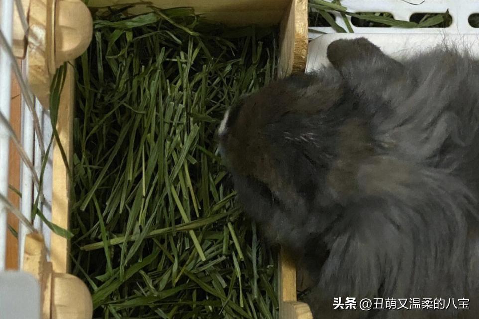 兔子打喷嚏鼻子有血是因为什么,兔子眼睛有白色的分泌物是什么