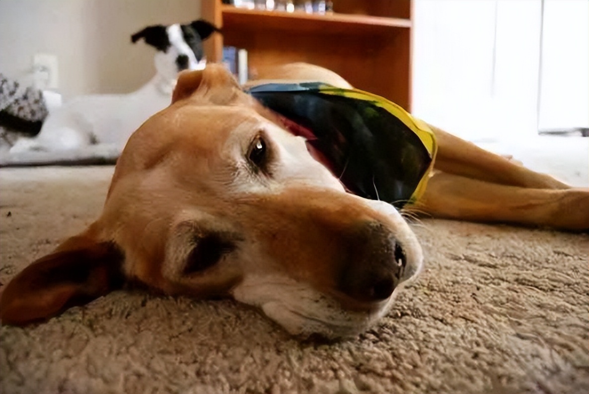 犬瘟狗狗临死表现,狗狗临死之前有哪些表现和症状