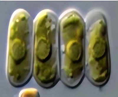 浮游植物增加会水质富营养化吗,浮游植物对水体起哪些作用