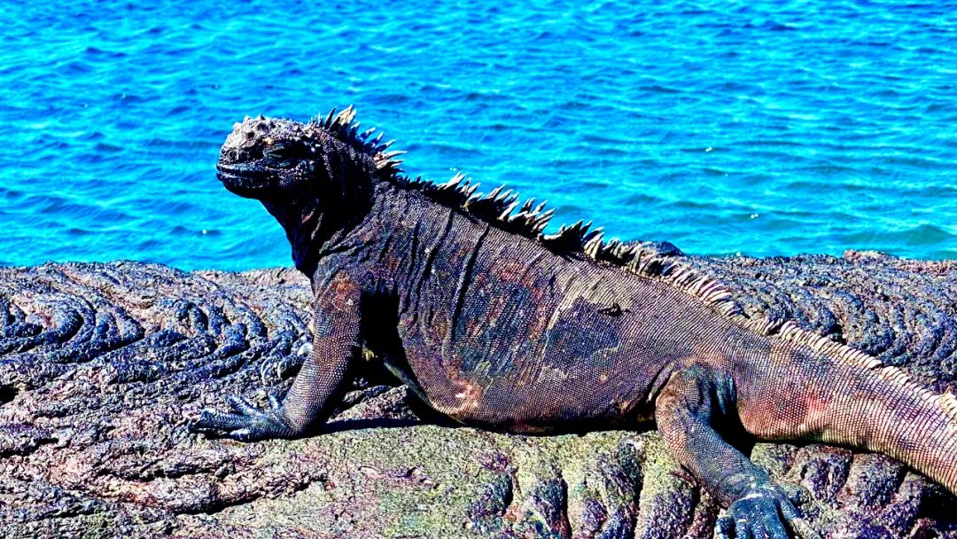 去神秘小岛探险,去神秘岛探险视频