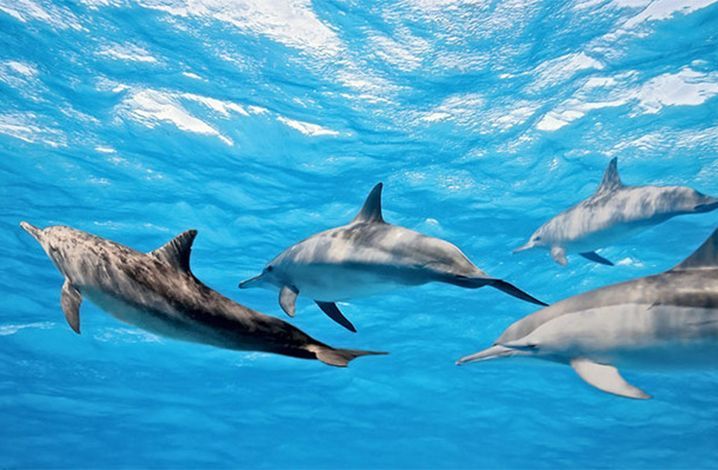 普吉岛nuibeach浮潜,普吉岛浮潜最好的地方在哪里