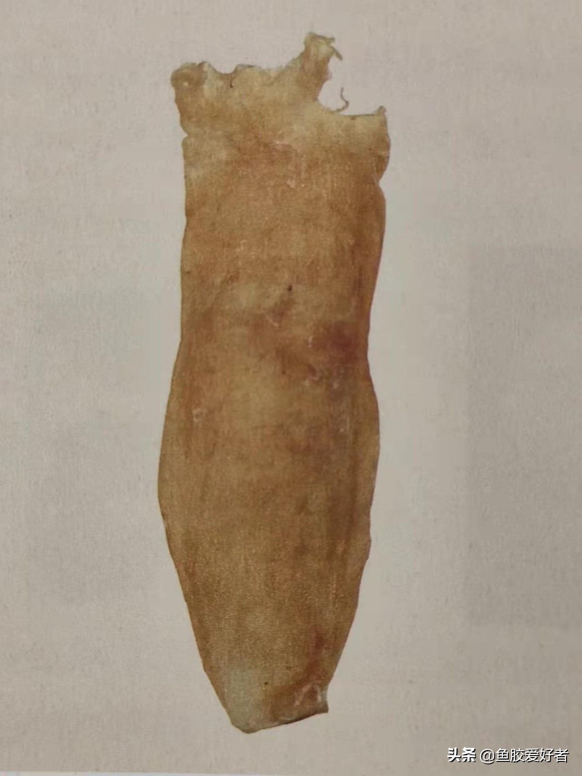 最全鱼胶品种大全,值得收藏的鱼胶品种