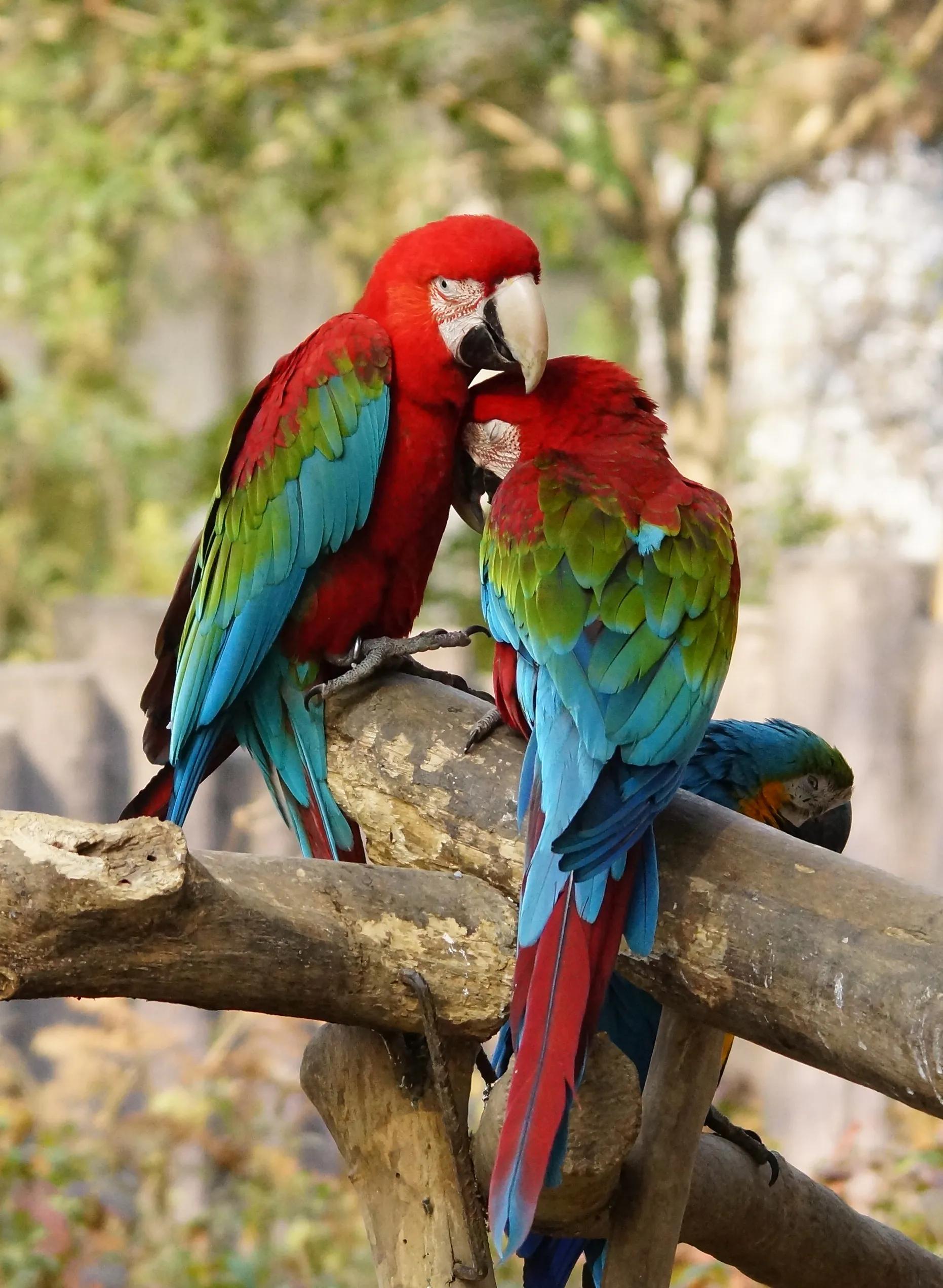 图片欣赏-金刚鹦鹉