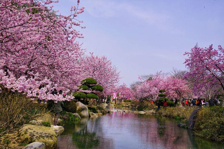 无锡鼋头渚赏樱视频,无锡鼋头渚赏樱美文