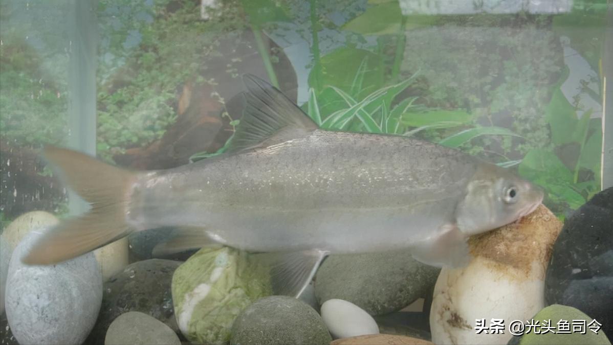 钓鱼钓到保护鱼种放了违法吗,钓鱼犯法的鱼类有哪些种类