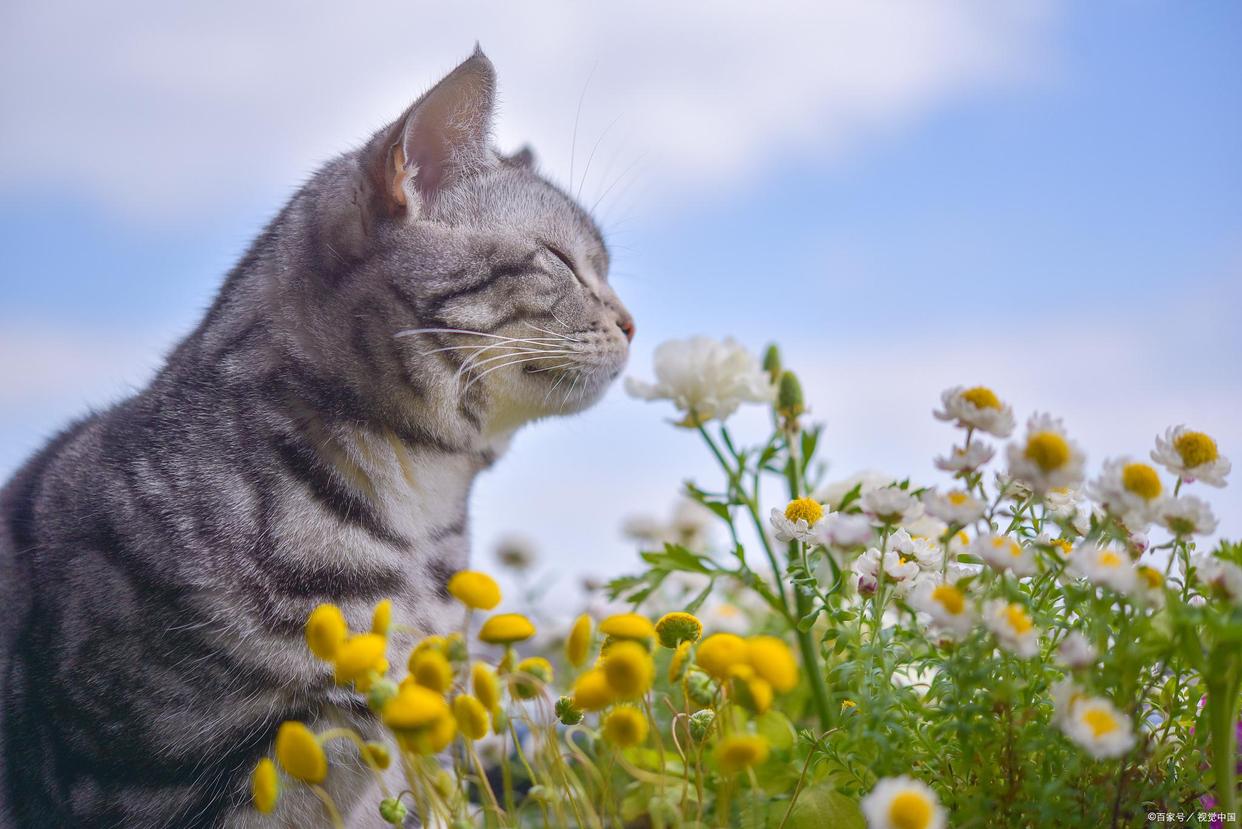 猫咪不能接触什么花草,对猫咪无害的花草