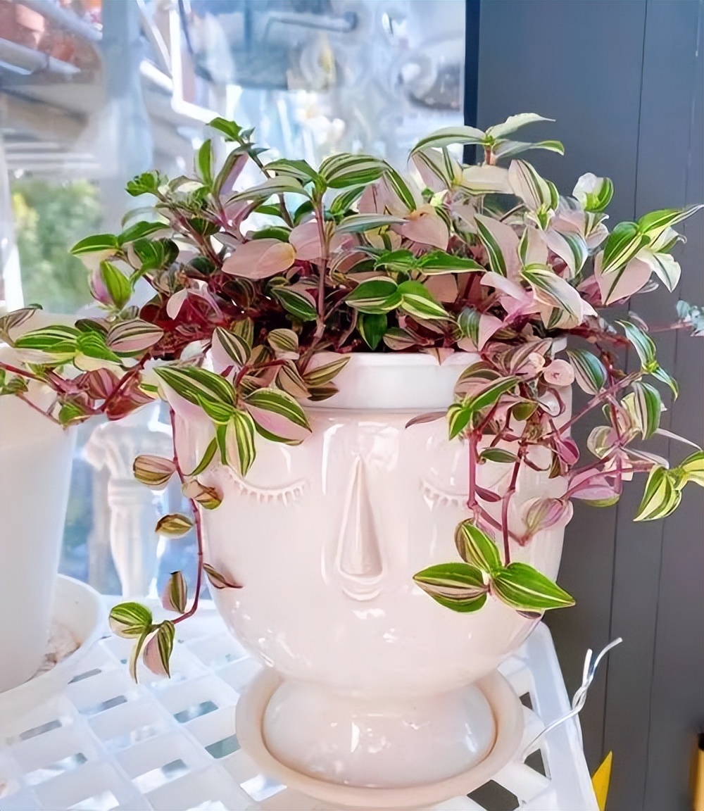 家里光线差就养这几种花,什么花散射光就可以养好