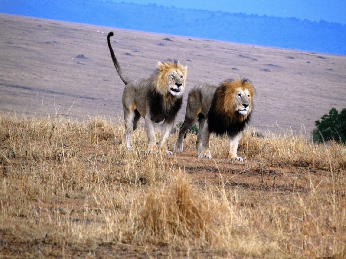 狮王刀疤被谁击败,狮王刀疤狮群称王达9年