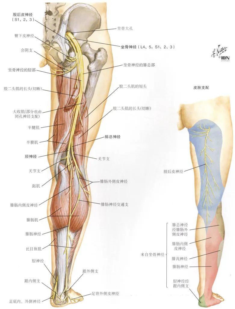 脊神经支配区域解剖图简图,脊神经及其分支的支配范围