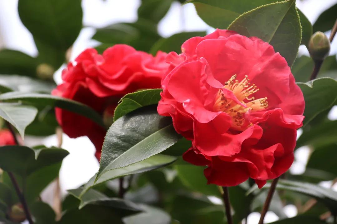 大理张家花园鹿鹤同春,大理张家花园鹿鹤同春系列茶