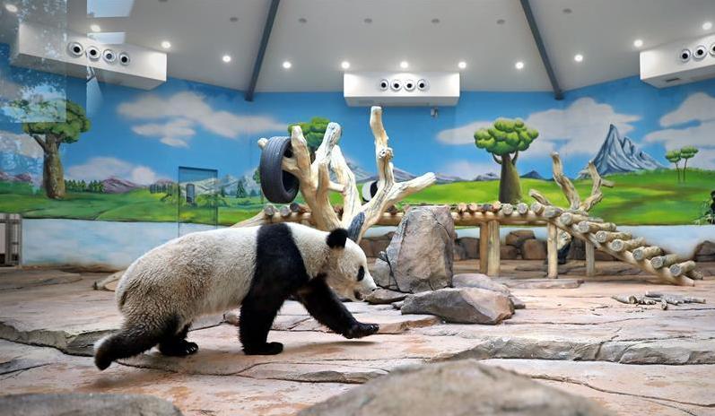 熊猫为什么那么少被老虎狮子吃,为什么老虎和狮子不敢吃掉熊猫