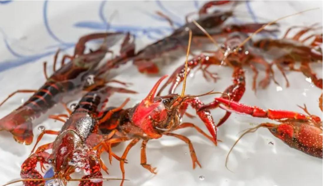 原来龙虾有这么多种你吃过哪些呢,蝲蛄和小龙虾的区别哪个好吃