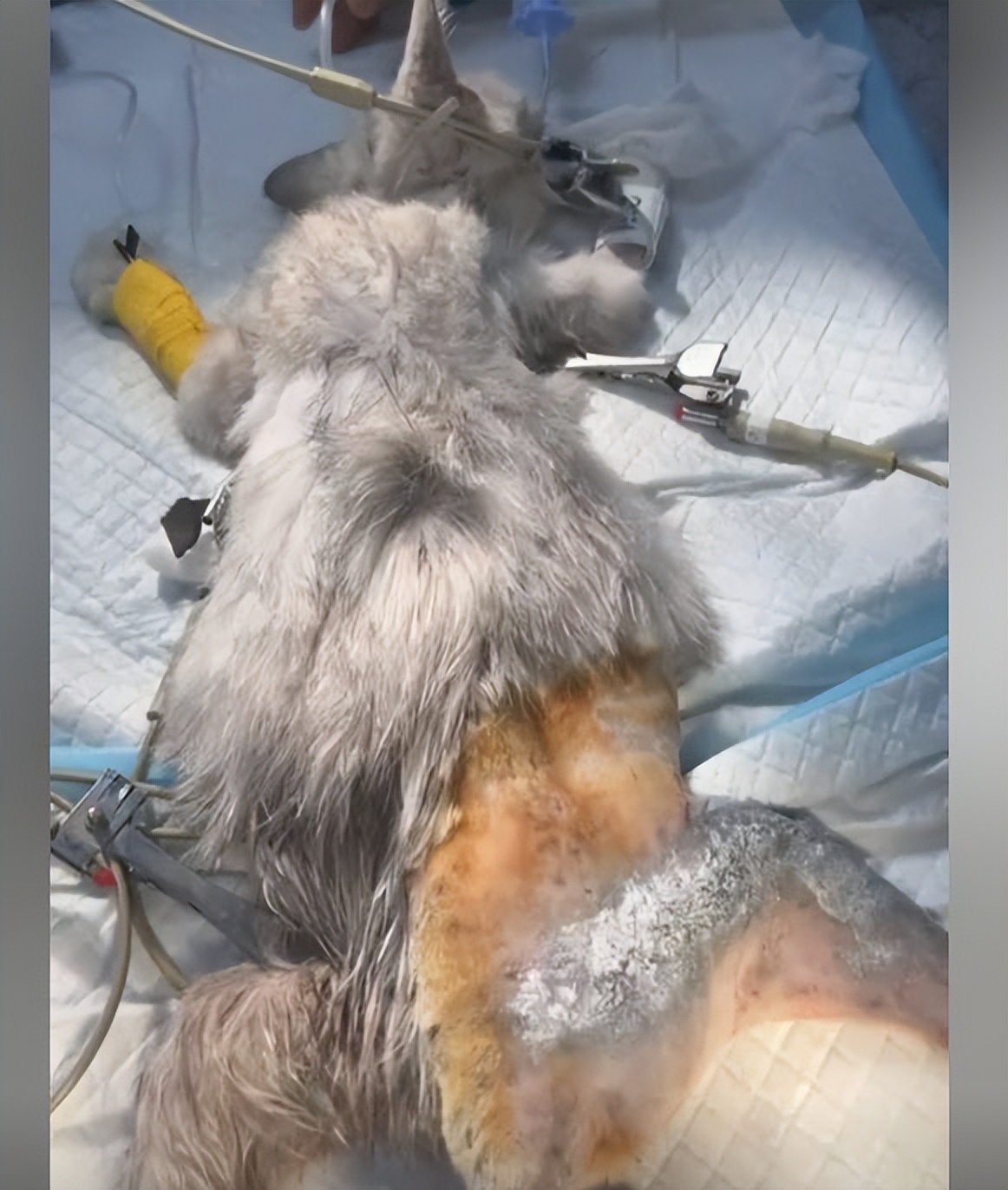 流浪猫救助20天后猫咪越来越萌啦,有必要花费巨资救助流浪猫吗