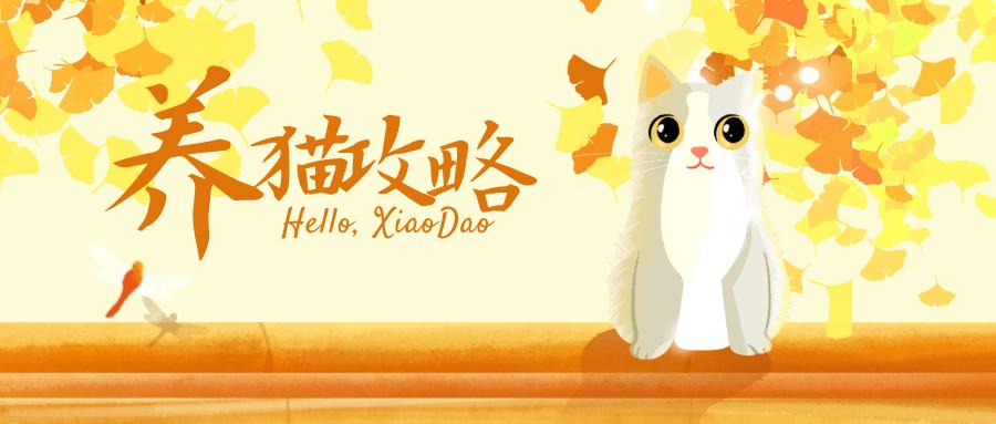 新手铲屎官养猫视频,新手养猫铲屎官攻略