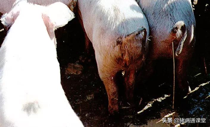 猪中毒腹泻呕吐会传染吗,猪呕吐传染病怎么办