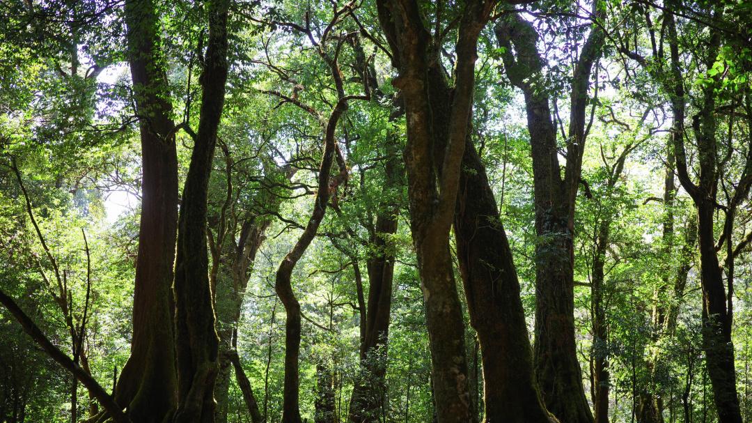 内含物质高达52％的茶种，竟然在云南？|2023茶山播报06