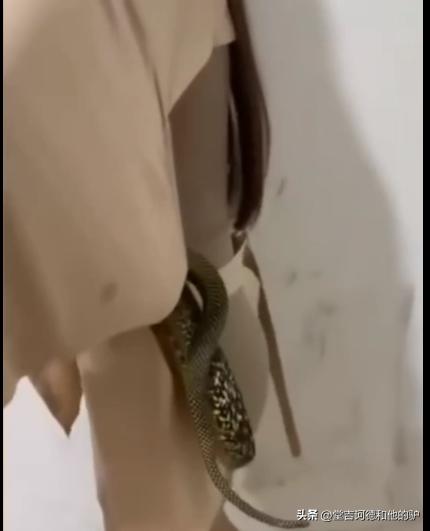 菜花蛇钻进裙子里吓得不敢动弹,野外发现菜花蛇