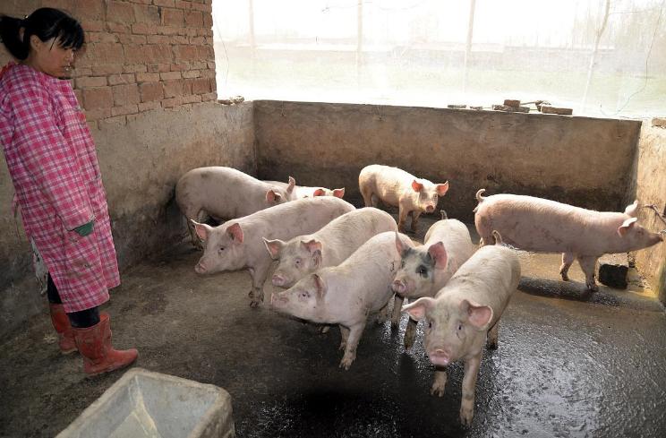 养鸡好还是养兔好呢,养鸡还是养猪有前途