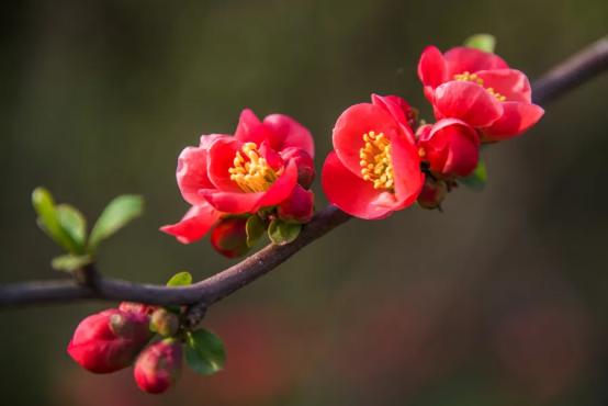 百花种类大全,百花的种类有哪些