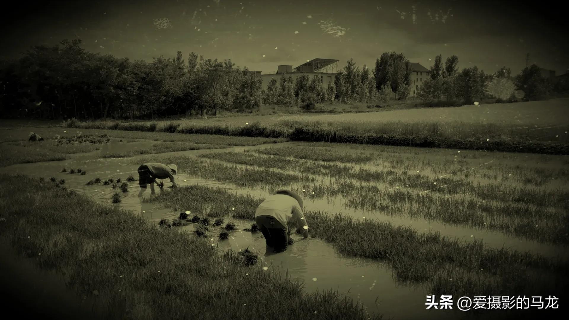 第一次插秧文案,第一次插秧日记200字