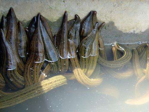 蚂蟥咬了有毒吗,误食蚂蟥会在人体内大量繁殖吗