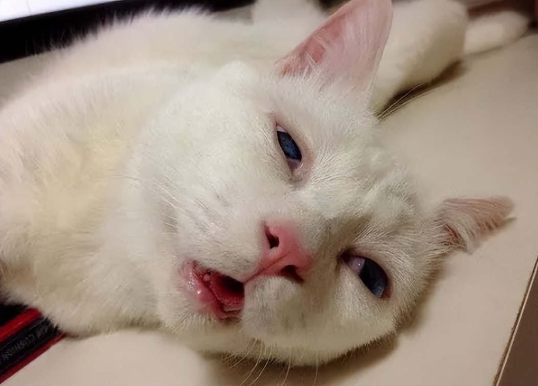 你以为你养的中华田园猫,家里养了中华田园猫