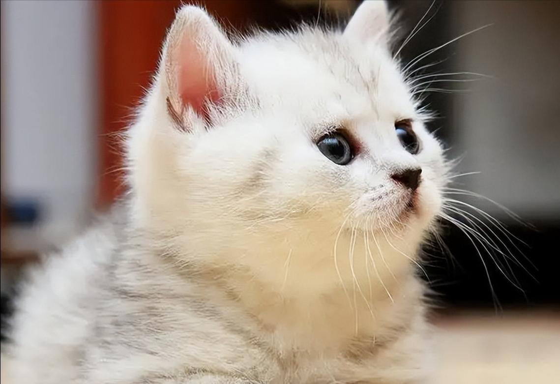 猫咪调理肠胃益生菌,猫咪肠胃不好怎么调理