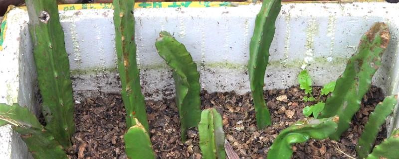 火龙果插枝越长越好吗,火龙果是幼枝插好还是老枝好