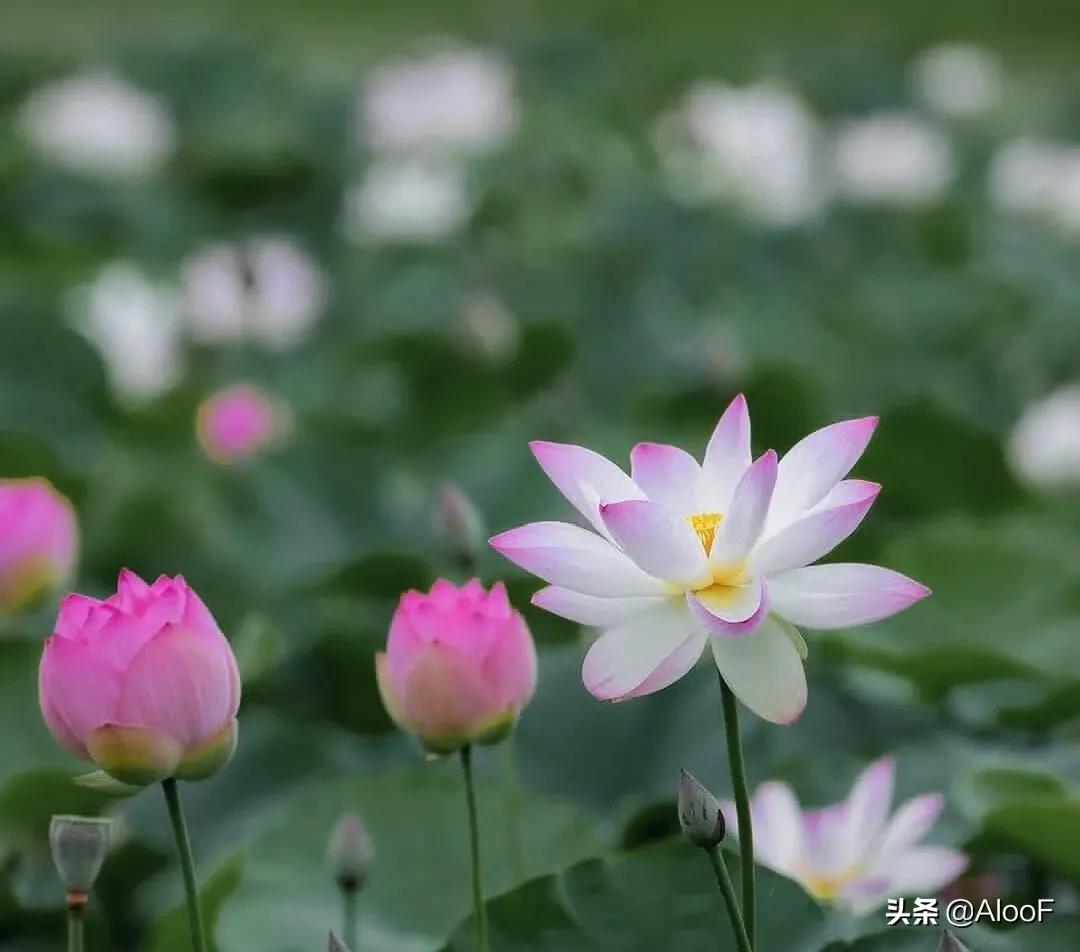 唯美的荷花壁纸,唯美荷花水墨画