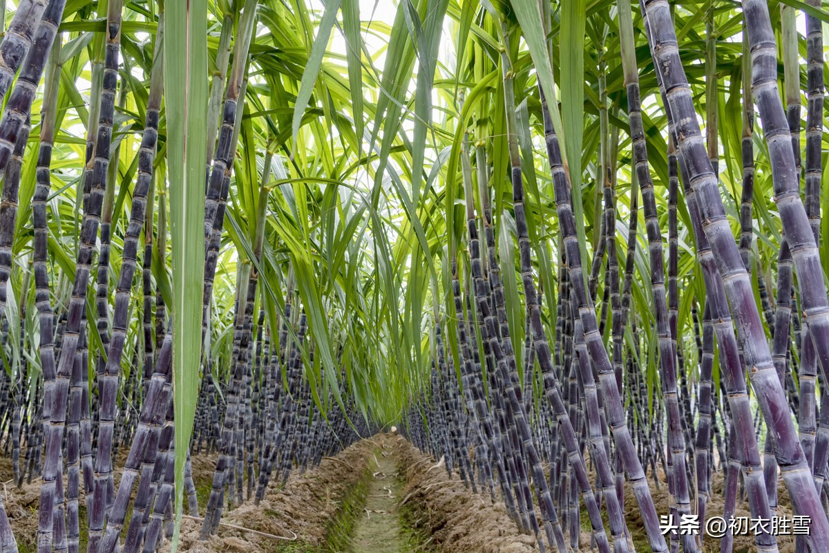 冬天江南七绝诗,冬日江南七绝诗