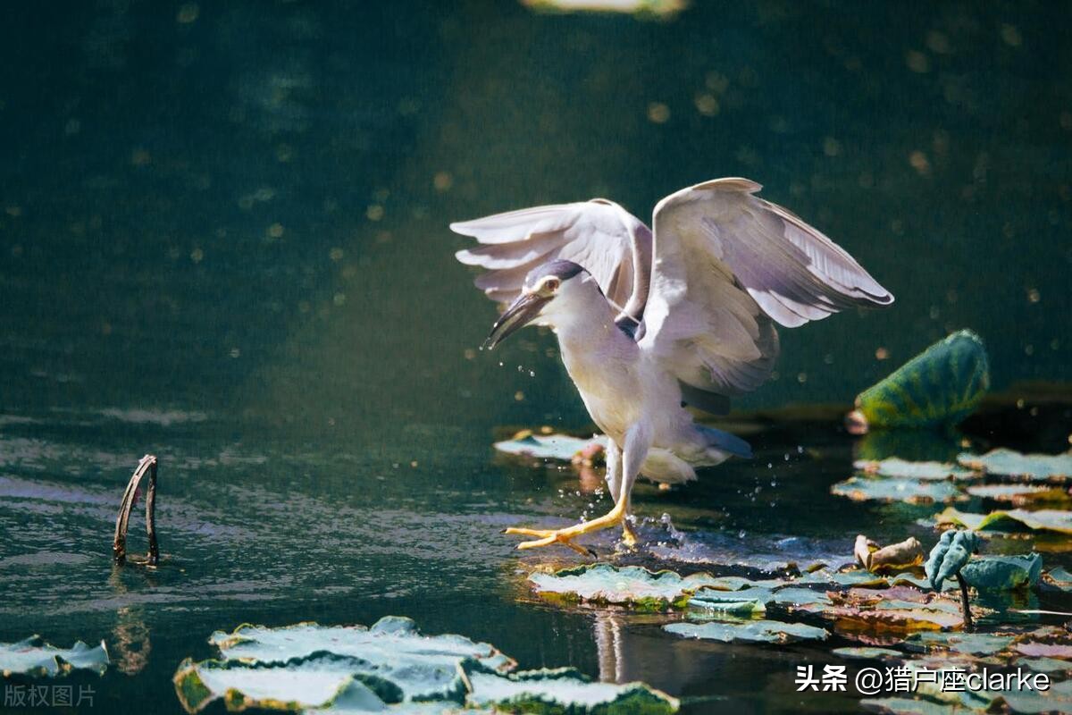 五种运动镜头的拍摄技巧,怎么拍出有力量感的动作