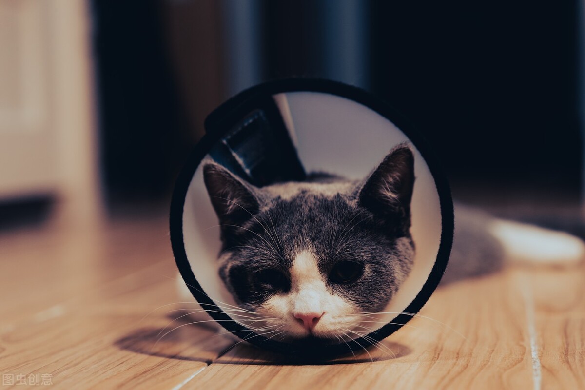 唯达宁可以给猫治猫癣吗,打疫苗猫可以吃治猫癣的药么