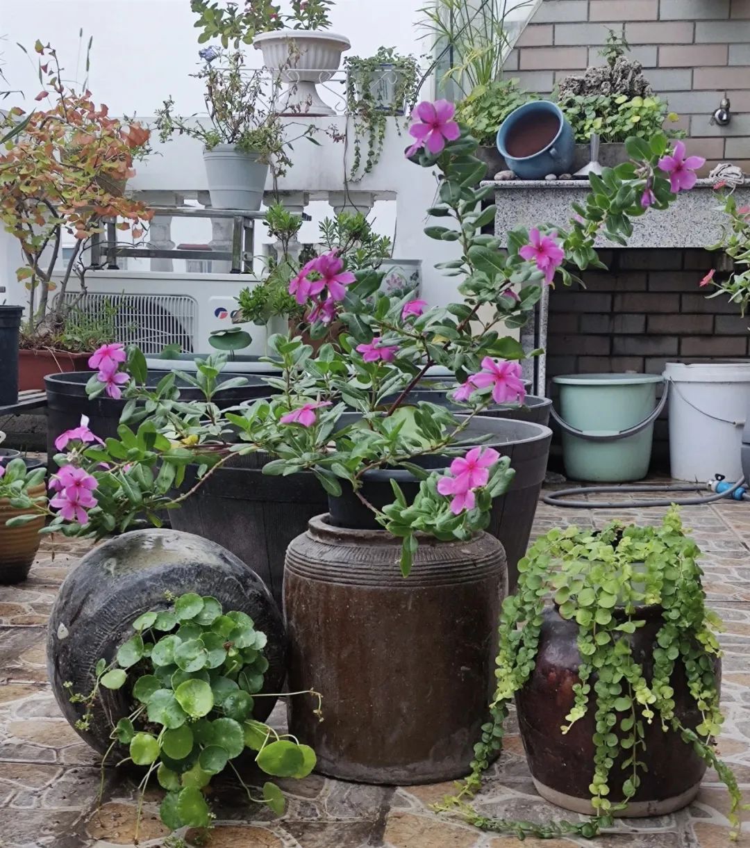 邻居扔垃圾屡教不改,邻居总是扔垃圾在花坛