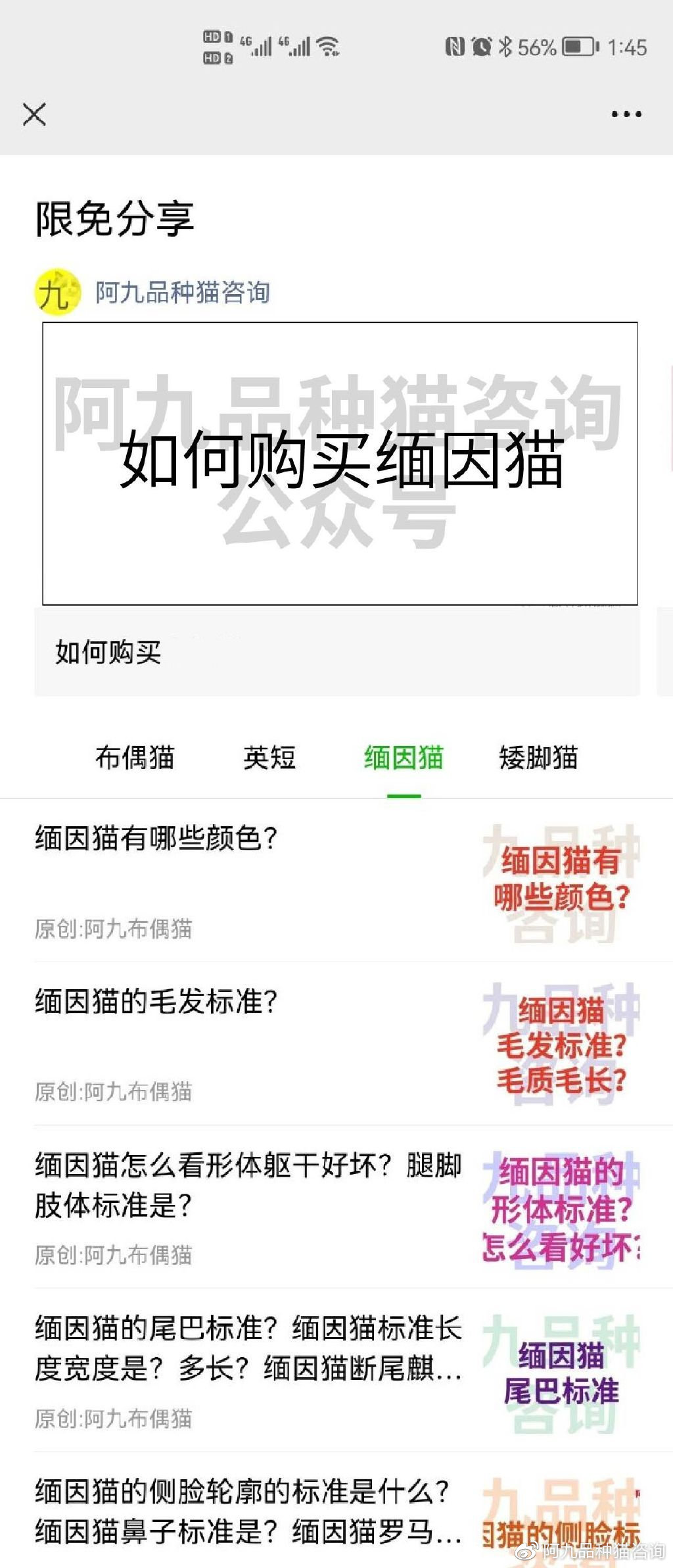 缅因猫品种标准图解，缅因猫怎么分辨好坏，缅因猫怎么分辨颜色