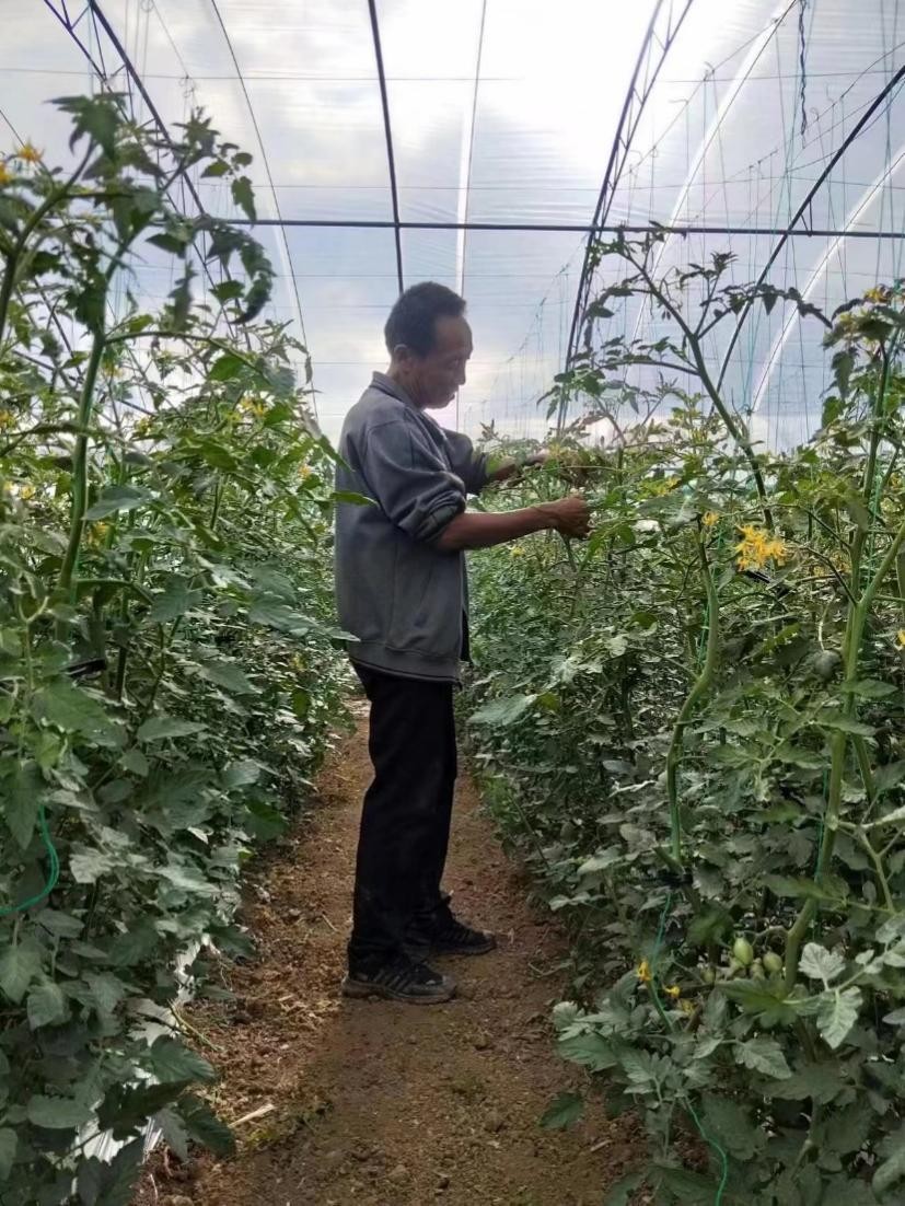 小甜果在家怎么种植,甜果种植成功案例