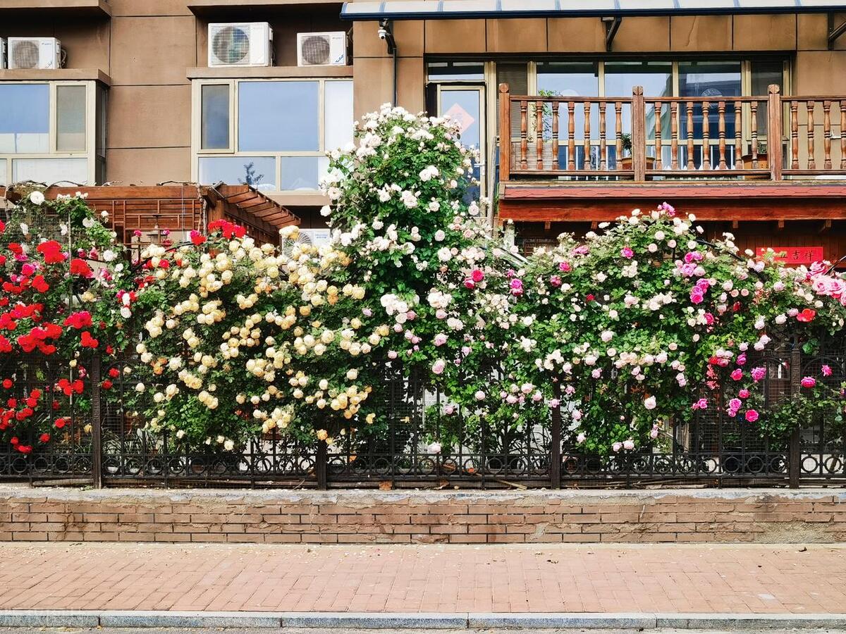 现在的一楼带花园房子怎么样,后悔没有买一楼带花园的房子