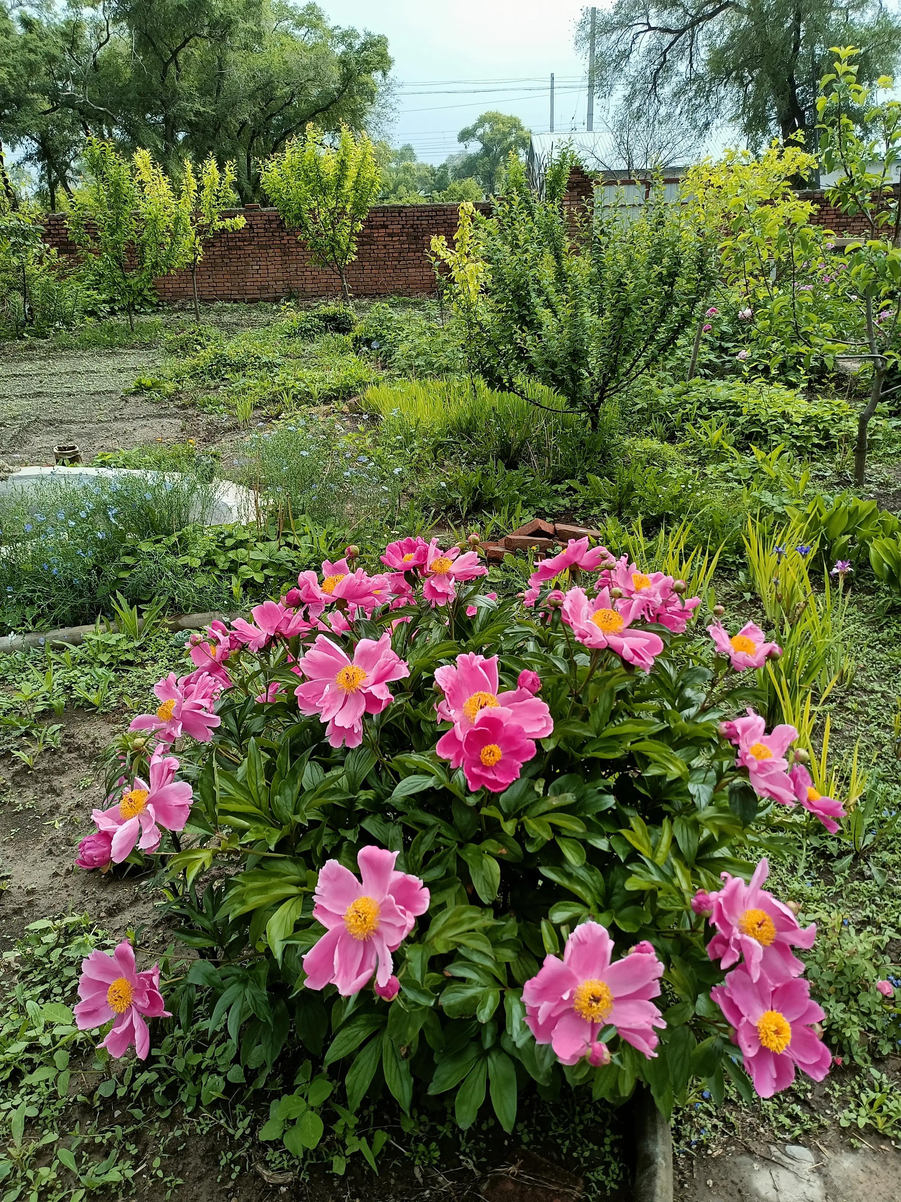 网上卖假花靠谱吗,花卉市场骗人的套路