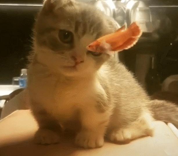 哪种猫不臭比较好养,盘点猫界很香的几种猫