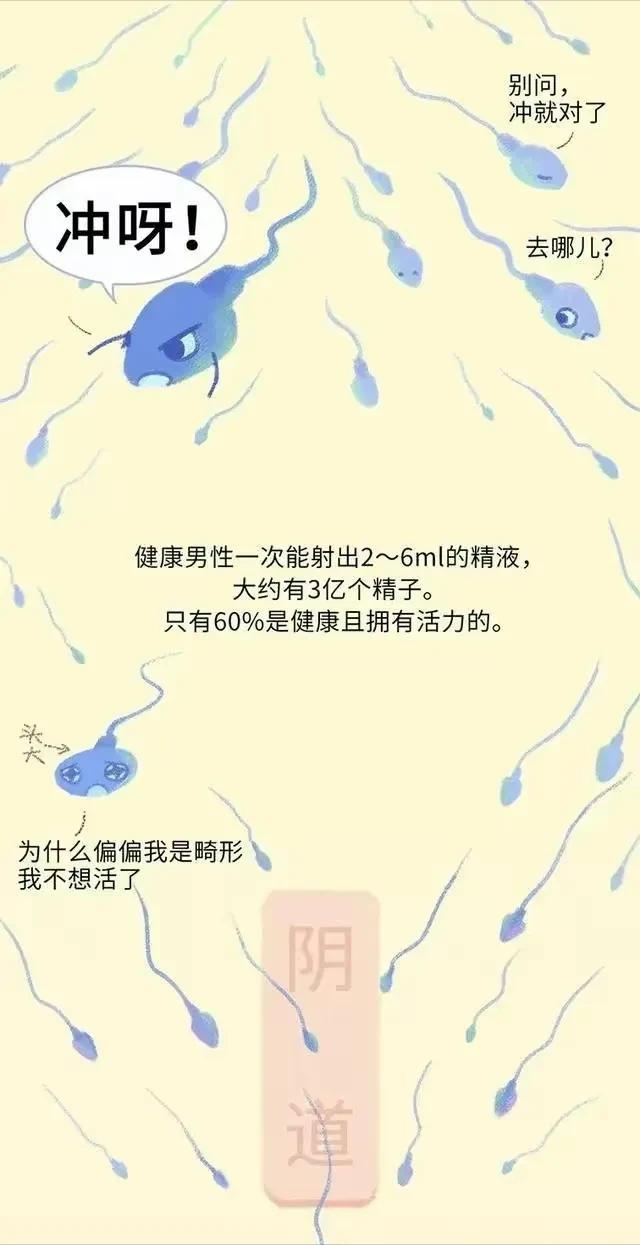 精子在人体24小时经历了什么,精子在人体24个小时都经历了什么