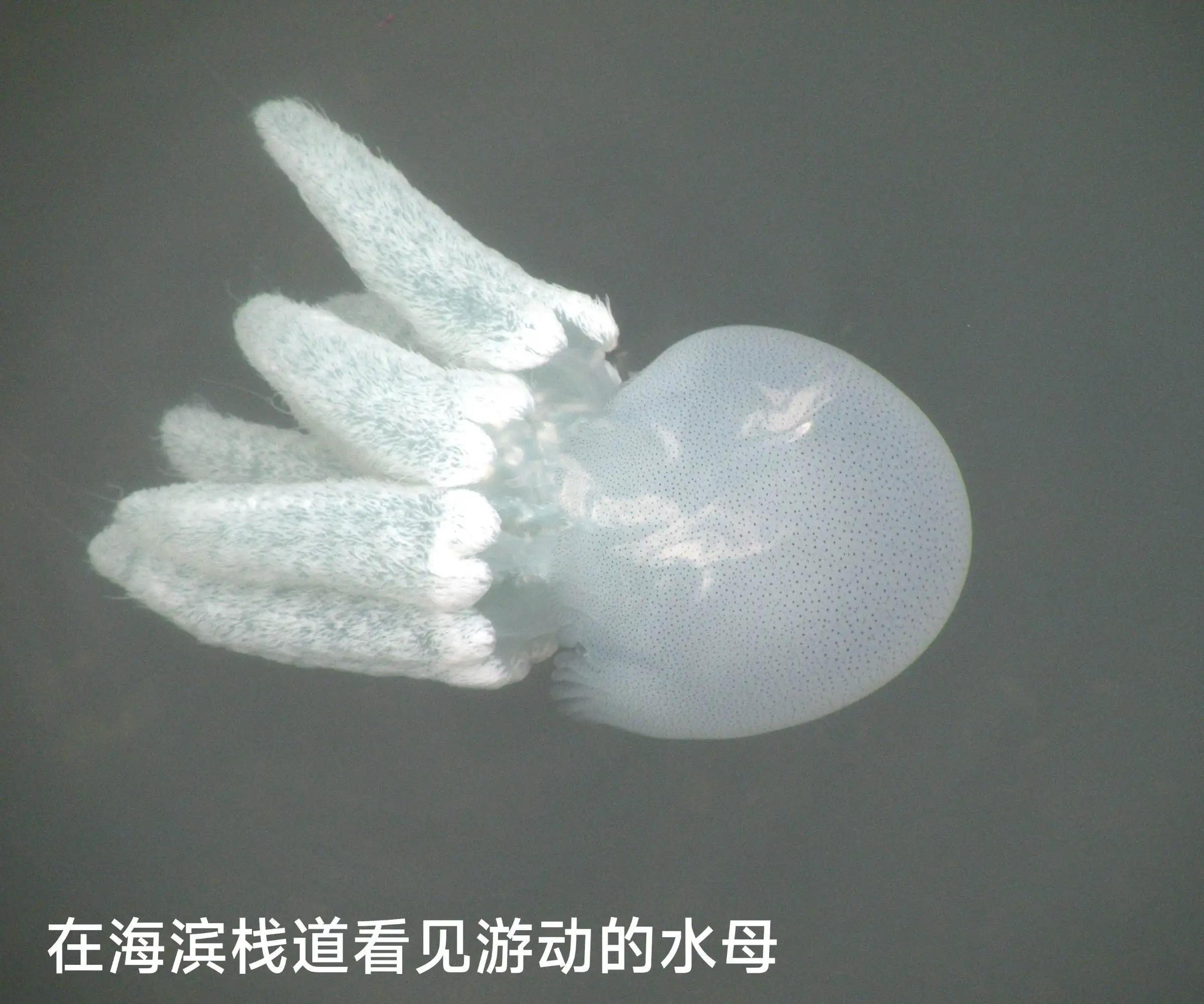 20种常见海鱼,十大常见野生海鱼