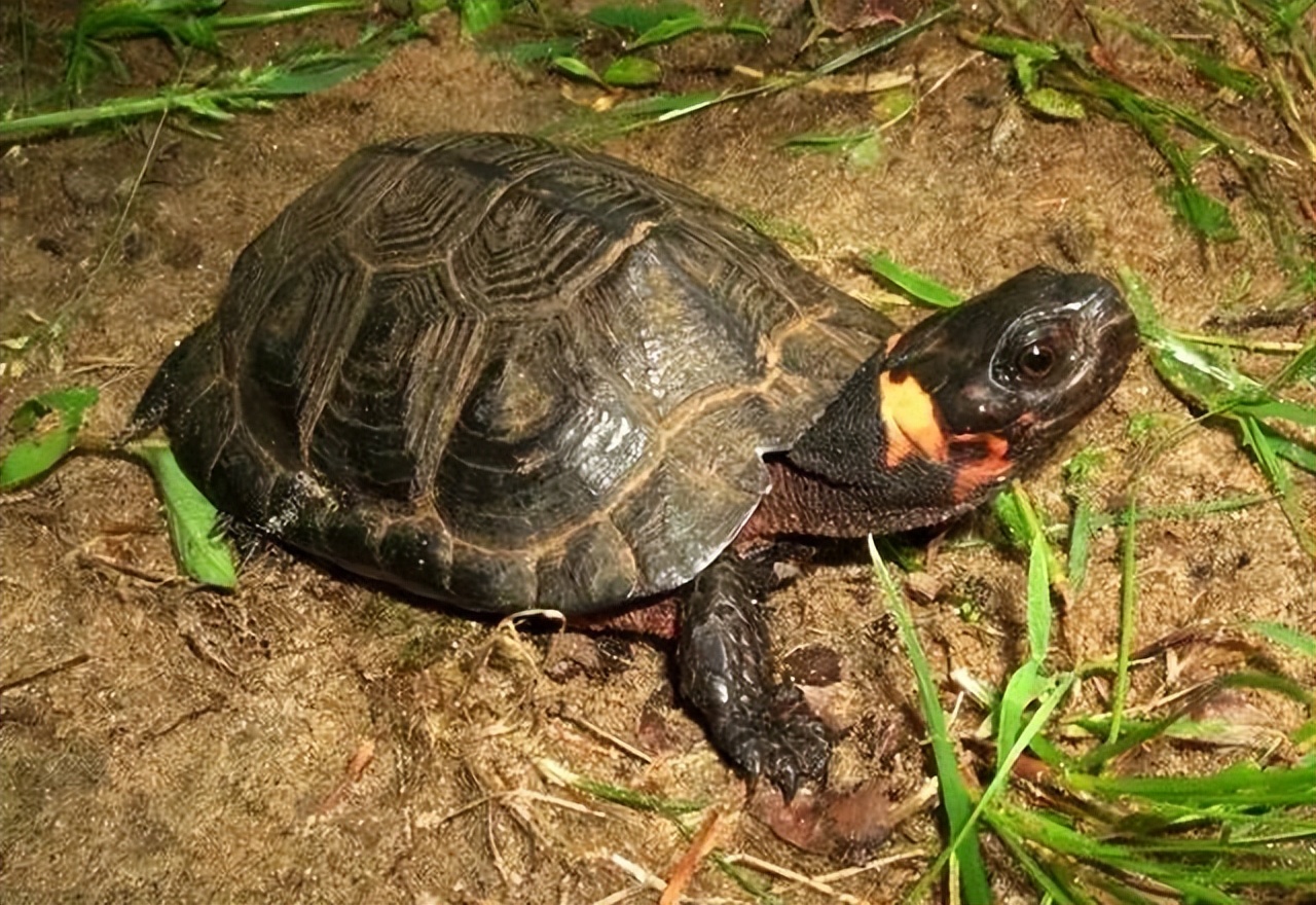 箱龟种类及图片,箱龟品种大全