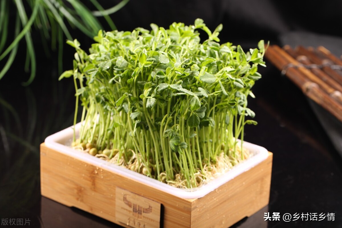 蒜黄和韭黄是怎么种出来的,韭黄与豆芽生长不需要阳光