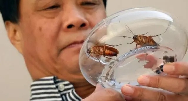 山东济南养殖蟑螂的李延荣,李延荣山东蟑螂处理垃圾第一人