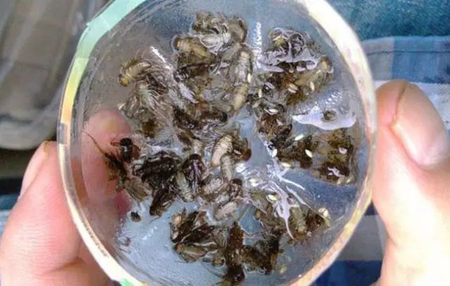 这鱼只生活在清澈水域，肉味极为鲜美，我们叫、溪哥