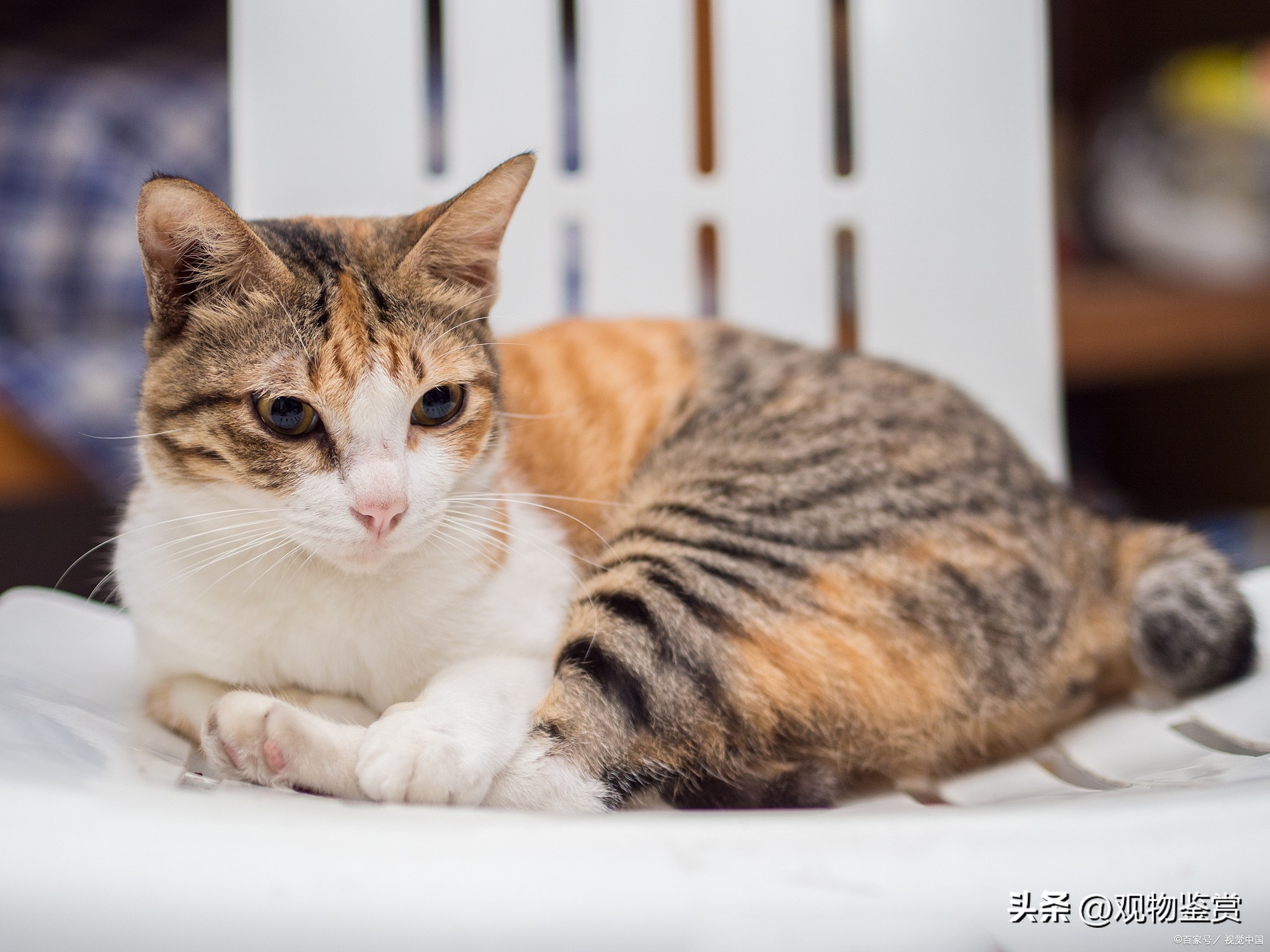 宠物三花猫和田园三花猫区别,三花猫三色代表什么