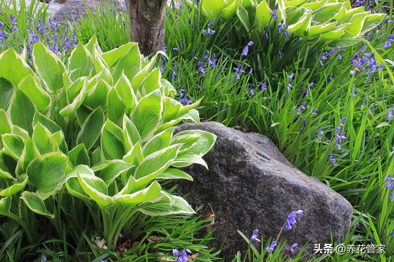 北阳台植物盆栽推荐,北阳台花卉盆栽