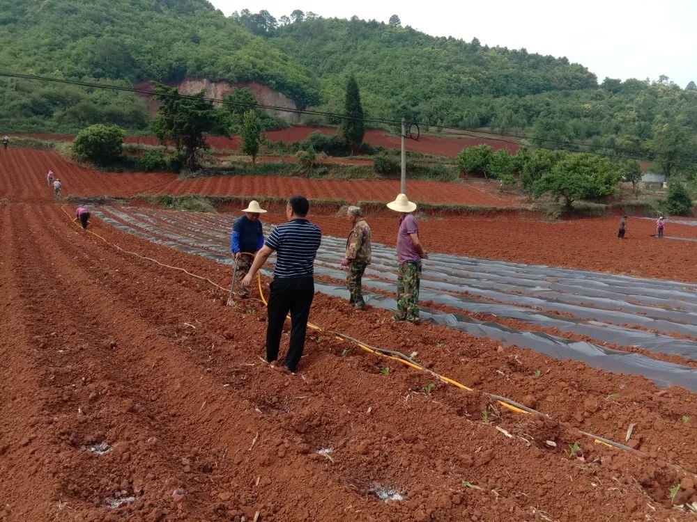 共创乡村振兴发展新格局,全面推进乡村振兴打造五美乡村